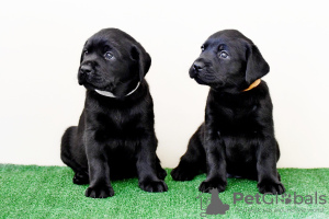 Photo №1. labrador retriever - for sale in the city of Kirov | 364$ | Announcement № 106720