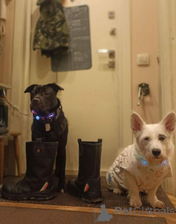 Photo №3. Looking for the best family for the best boy!. Russian Federation