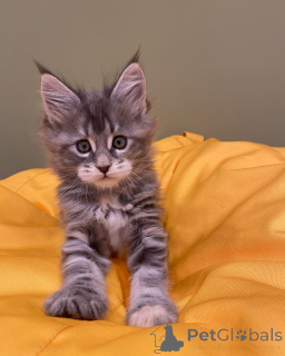 Photo №1. maine coon - for sale in the city of Dusseldorf | negotiated | Announcement № 144962