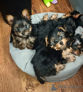 Additional photos: Yorkshire Terrier puppies