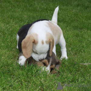 Photo №3. Miniature beagle puppies.. Germany