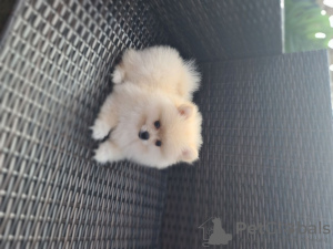 Photo №2 to announcement № 90717 for the sale of pomeranian - buy in United States private announcement