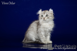 Photo №3. A rare breed kitten American Curl.. Russian Federation