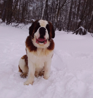 Additional photos: Proposed St. Bernard male for mating.