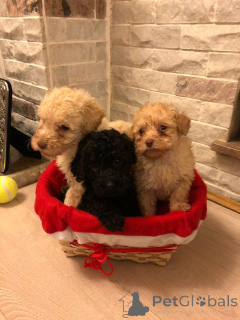 Photo №3. Adorable Toy Poodle puppies raised in a loving home. Belgium