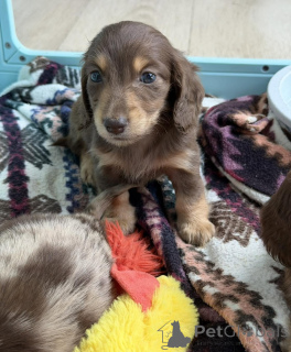 Photo №4. I will sell dachshund in the city of Bremen. breeder - price - negotiated