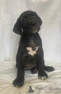 Photo №3. German mastiff. Serbia