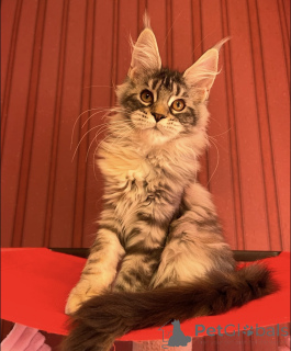 Photo №2 to announcement № 163671 for the sale of maine coon - buy in Germany breeder