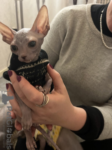 Photo №4. I will sell sphynx cat in the city of Euskirchen. breeder - price - 1057$