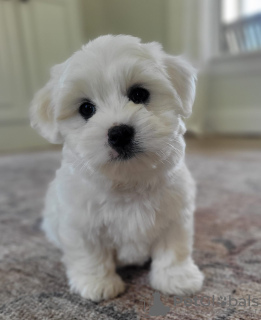 Photo №1. coton de tulear - for sale in the city of Berlin | Is free | Announcement № 126924