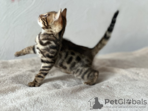 Photo №3. Bengal kitten. United Kingdom