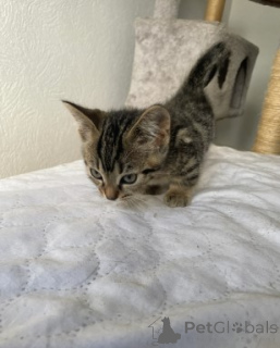 Photo №3. Munchkin kittens. Germany