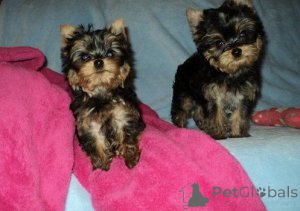 Photo №1. yorkshire terrier - for sale in the city of Vilnius | negotiated | Announcement № 162944