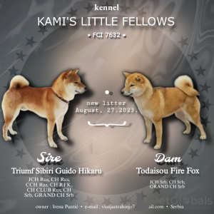 Photo №1. shiba inu - for sale in the city of Нови Сад | negotiated | Announcement № 92827
