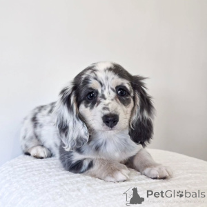Photo №4. I will sell dachshund in the city of Bielefeld. breeder - price - negotiated