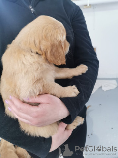 Photo №1. golden retriever - for sale in the city of New York | 450$ | Announcement № 100319