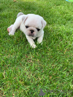 Photo №2 to announcement № 158983 for the sale of pug - buy in Estonia private announcement, breeder