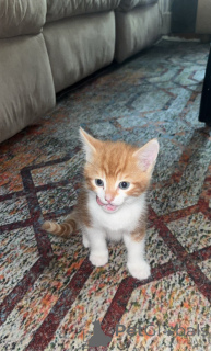 Photo №3. Somali kittens for adorable homes.. Switzerland