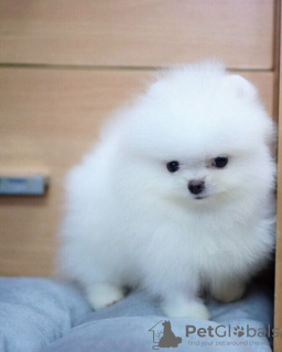 Photo №2 to announcement № 114674 for the sale of pomeranian - buy in Germany private announcement, breeder