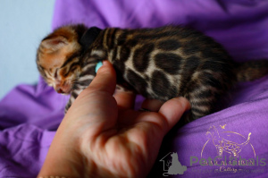 Additional photos: Bengal kittens from a breeder