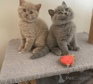 Photo №1. british shorthair - for sale in the city of Skopje | Is free | Announcement № 165528