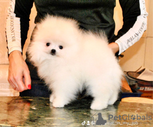 Photo №4. I will sell pomeranian in the city of Ужгород. from nursery, breeder - price - 1374$