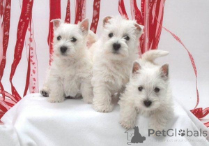 Photo №1. west highland white terrier - for sale in the city of Hagenow | 465$ | Announcement № 169465