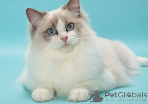 Photo №1. ragdoll - for sale in the city of Puurs-Sint-Amands | Is free | Announcement № 128218