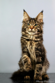 Photo №1. maine coon - for sale in the city of Murmansk | Negotiated | Announcement № 5244