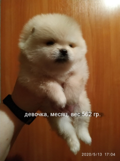 Photo №1. pomeranian - for sale in the city of Minsk | negotiated | Announcement № 6583