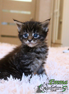 Photo №4. I will sell maine coon in the city of St. Petersburg. private announcement, from nursery, breeder - price - 540$