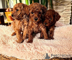 Photo №4. I will sell poodle (royal) in the city of Панчево. breeder - price - negotiated