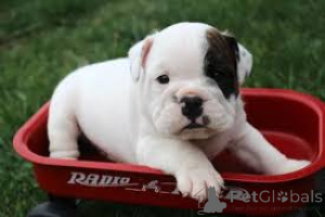 Photo №2 to announcement № 160792 for the sale of english bulldog - buy in Netherlands breeder