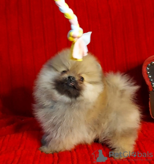 Additional photos: Pomeranian for sale