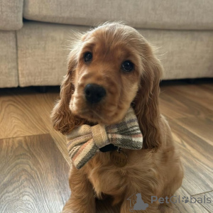 Photo №3. Meet Leo the sunshine of every walk and the king of every cuddle. Full of love,. Germany