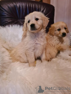 Photo №4. I will sell golden retriever in the city of Vilovo. breeder - price - 158$