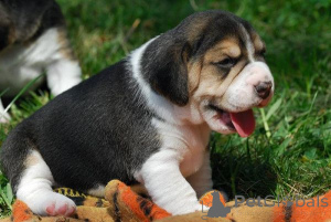 Photo №1. beagle - for sale in the city of Graz | negotiated | Announcement № 166905