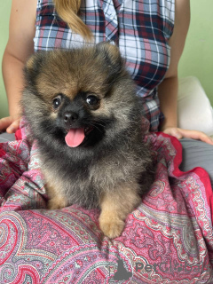 Photo №4. I will sell pomeranian in the city of Burgas. private announcement - price - 633$