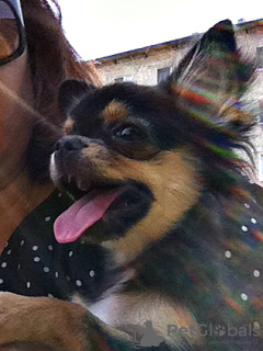 Photo №4. I will sell chihuahua in the city of Permian. breeder - price - negotiated