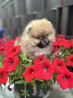 Photo №2 to announcement № 111602 for the sale of pomeranian - buy in Serbia 