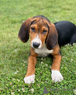 Photo №2 to announcement № 169112 for the sale of finnish hound - buy in Finland private announcement