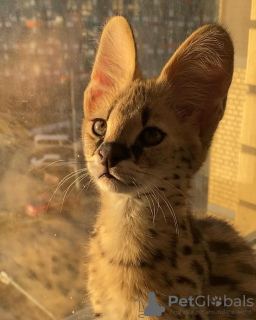 Photo №2 to announcement № 99645 for the sale of savannah cat - buy in Austria private announcement, from nursery, from the shelter