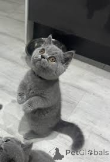 Photo №3. Kauniita brittiläisiä lyhytkarvaisia kissanpentuja myytävänä. Finland