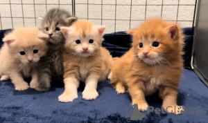 Photo №2 to announcement № 135697 for the sale of maine coon - buy in United States 