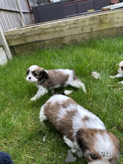 Photo №1.  - for sale in the city of BERNKASTEL-KUES | negotiated | Announcement № 166370