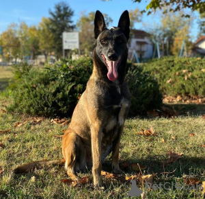 Photo №1. belgian shepherd - for sale in the city of Leskovac | negotiated | Announcement № 102997