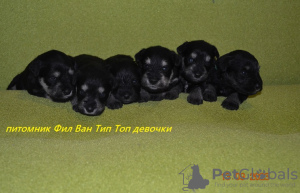 Photo №1. schnauzer - for sale in the city of Москва | negotiated | Announcement № 39550