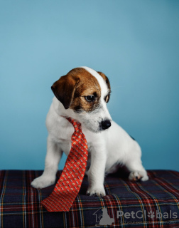 Photo №2 to announcement № 18269 for the sale of jack russell terrier - buy in Russian Federation breeder