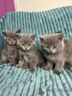 Photo №1. british shorthair - for sale in the city of Munich | negotiated | Announcement № 138819