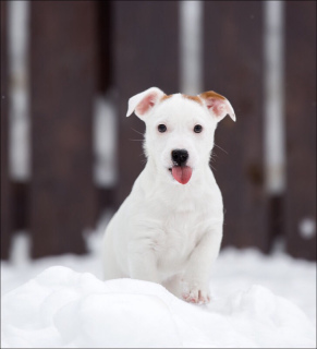 Photo №2 to announcement № 1500 for the sale of jack russell terrier - buy in Russian Federation private announcement